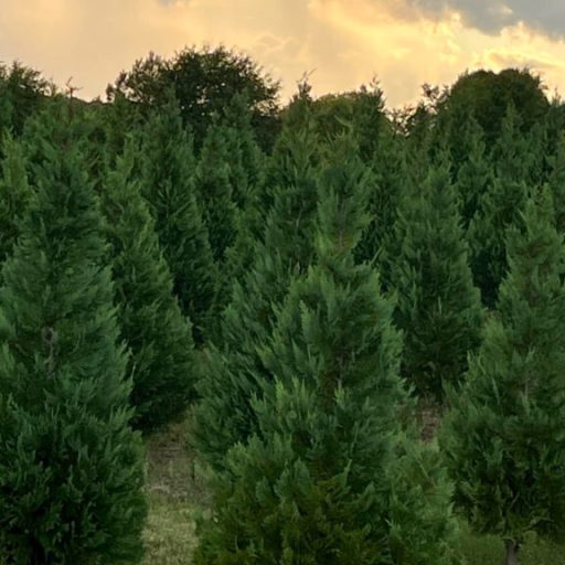 3 Christmas tree farms to check out near Huntsville 3 Christmas tree farms to check out near Huntsville