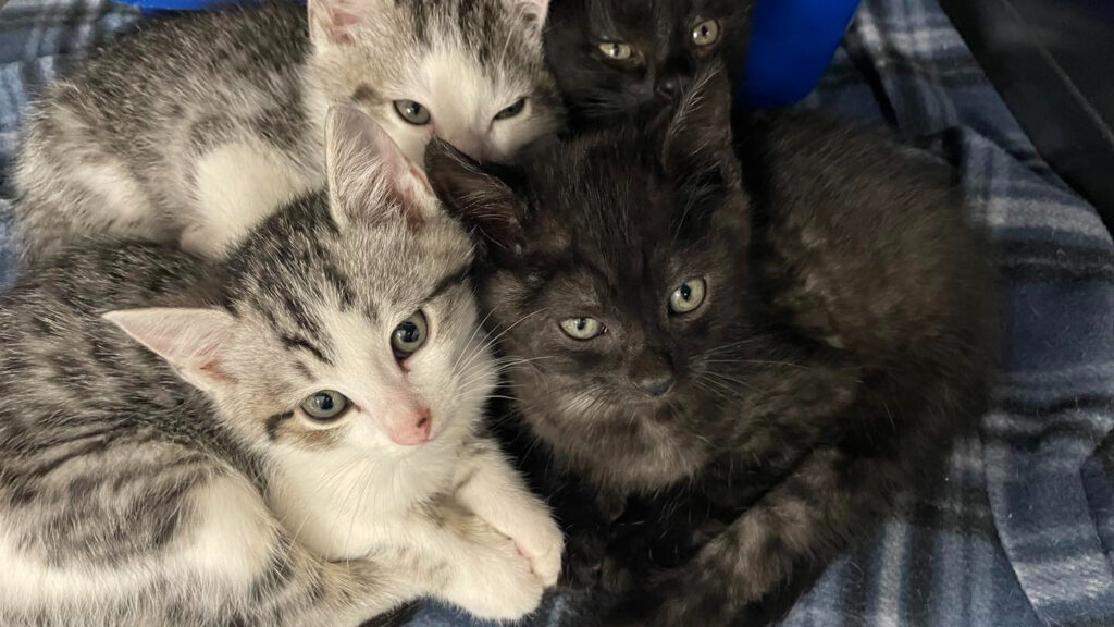 Cats are overcrowding Huntsville Animal Services – here’s how to help Cats are overcrowding Huntsville Animal Services – here’s how to help