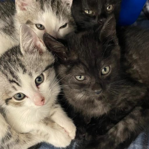 Cats are overcrowding Huntsville Animal Services – here’s how to help Cats are overcrowding Huntsville Animal Services – here’s how to help
