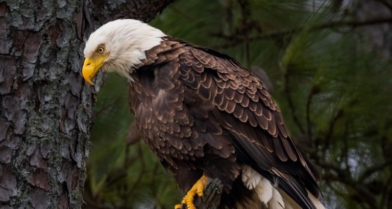 Eagle Awareness Weekends return to Lake Guntersville State Park, Jan. + Feb. 2023 Eagle Awareness Weekends return to Lake Guntersville State Park, Jan. + Feb. 2023