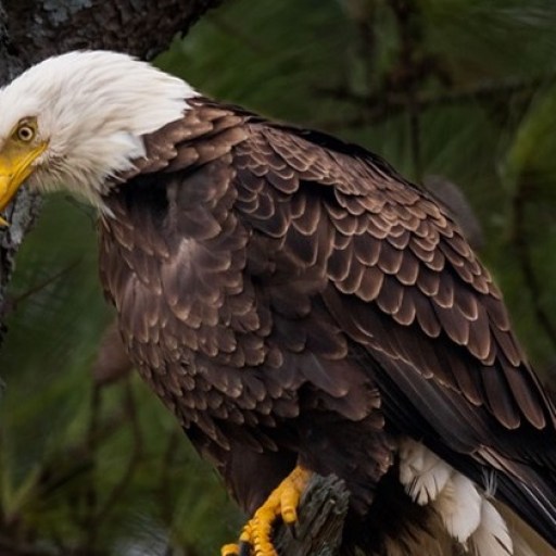 Eagle Awareness Weekends return to Lake Guntersville State Park, Jan. + Feb. 2023 Eagle Awareness Weekends return to Lake Guntersville State Park, Jan. + Feb. 2023
