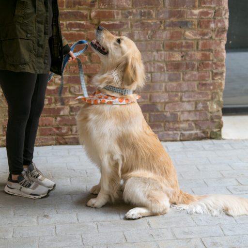 Tips to keep your pet safe in the dangerous cold from a Huntsville nonprofit Tips to keep your pet safe in the dangerous cold from a Huntsville nonprofit