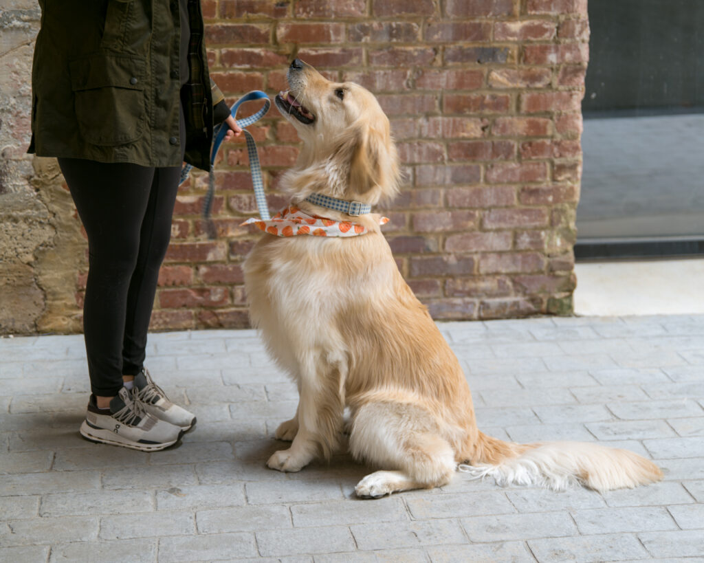 Tips to keep your pet safe in the dangerous cold from a Huntsville nonprofit Tips to keep your pet safe in the dangerous cold from a Huntsville nonprofit