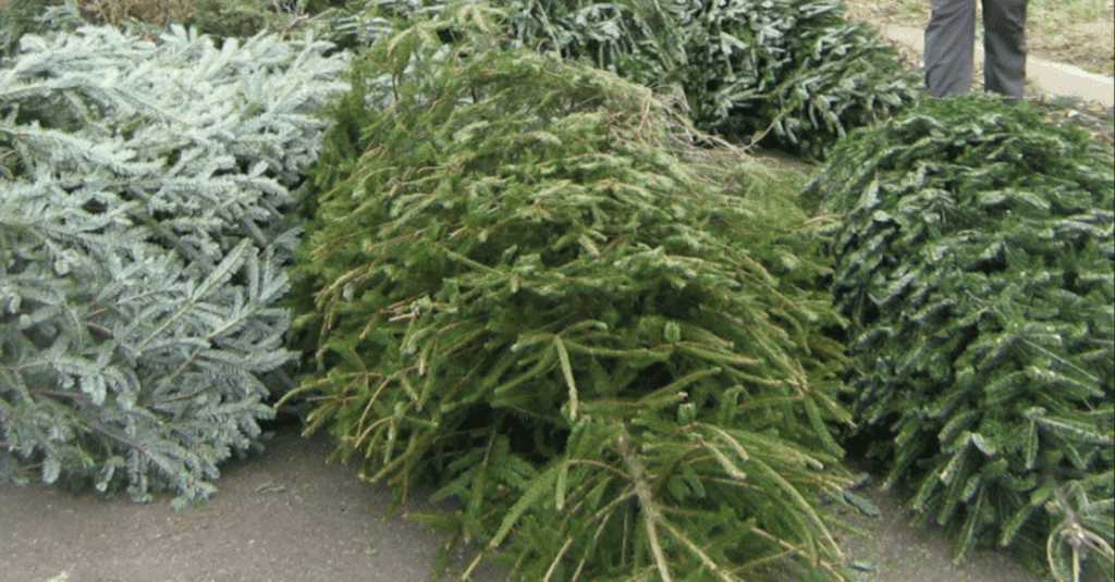 Huntsville and Madison Operation Christmas Cleanup set for Jan. 7 Huntsville and Madison Operation Christmas Cleanup set for Jan. 7