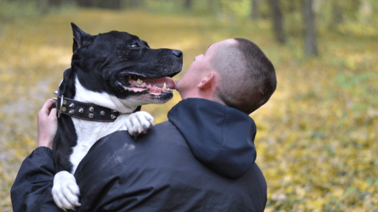 Huntsville Animal Services to waive adoption fees – cites ‘urgent need’ Huntsville Animal Services to waive adoption fees – cites ‘urgent need’