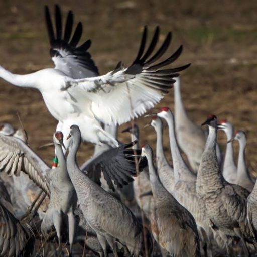 Whooping cranes in North Alabama – here’s where to see them Whooping cranes in North Alabama – here’s where to see them