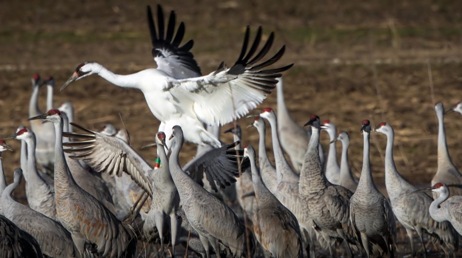 Whooping cranes in North Alabama – here’s where to see them Whooping cranes in North Alabama – here’s where to see them