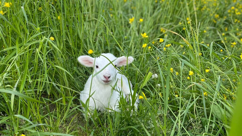 Duncan Farms in Gurley is having its closing sale Duncan Farms in Gurley is having its closing sale