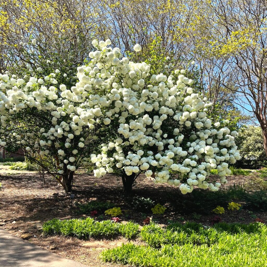 5 best places to experience spring in Huntsville 5 best places to experience spring in Huntsville
