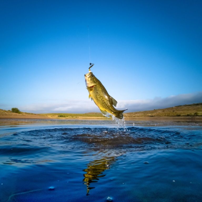 Looking for the best fishing spots? Check out these 4 North Alabama lakes! Looking for the best fishing spots? Check out these 4 North Alabama lakes!