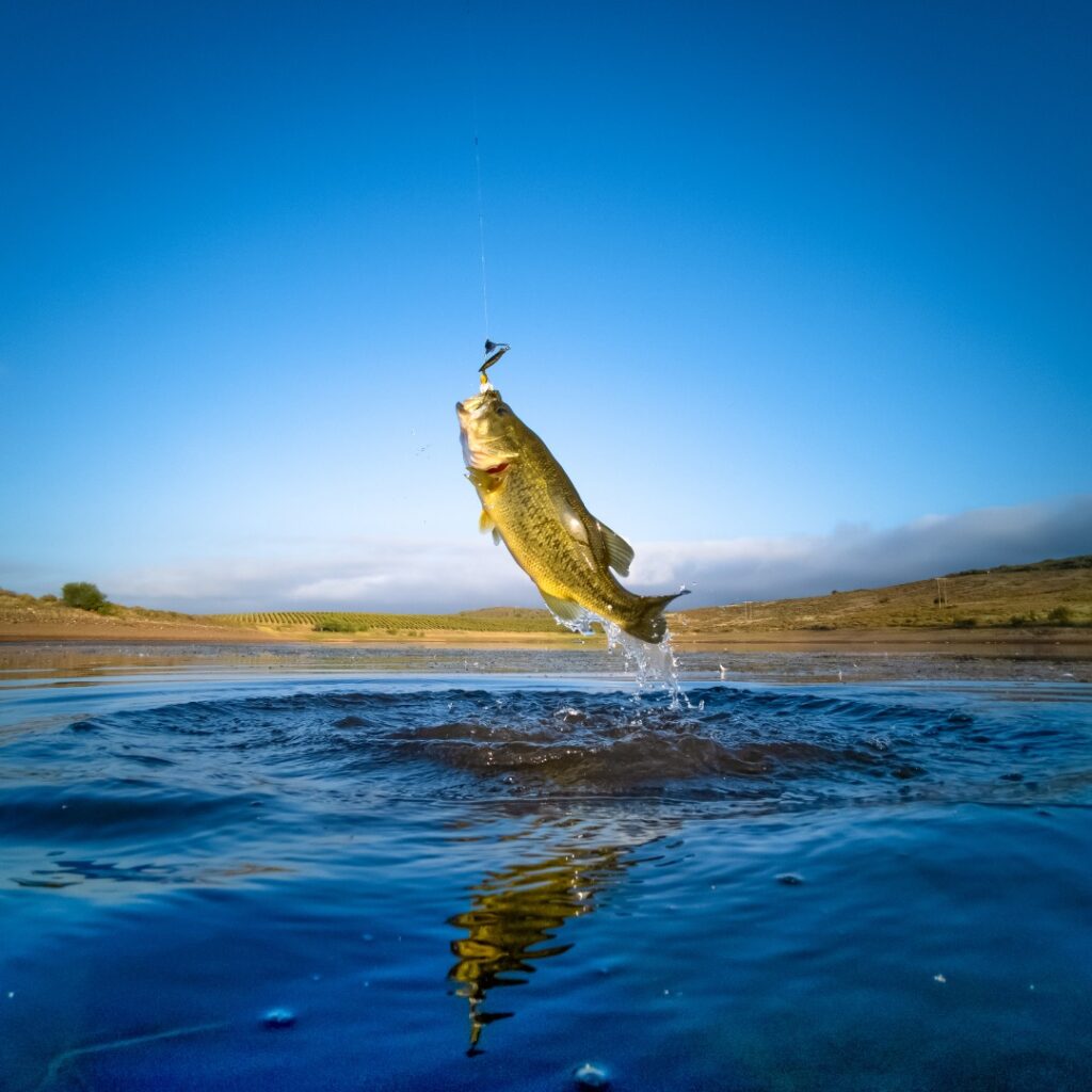 Looking for the best fishing spots? Check out these 4 North Alabama lakes! Looking for the best fishing spots? Check out these 4 North Alabama lakes!