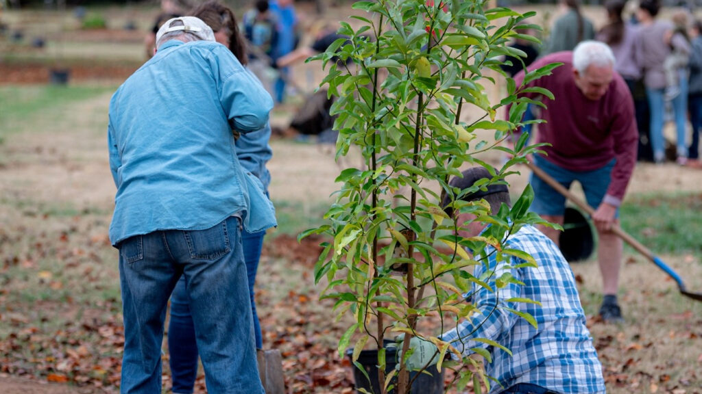 Mayor Battle’s Spring Tree Planting Day – what to know Mayor Battle’s Spring Tree Planting Day – what to know