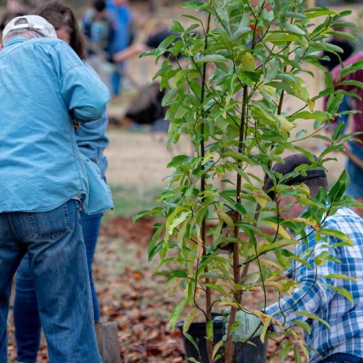Mayor Battle’s Spring Tree Planting Day – what to know Mayor Battle’s Spring Tree Planting Day – what to know