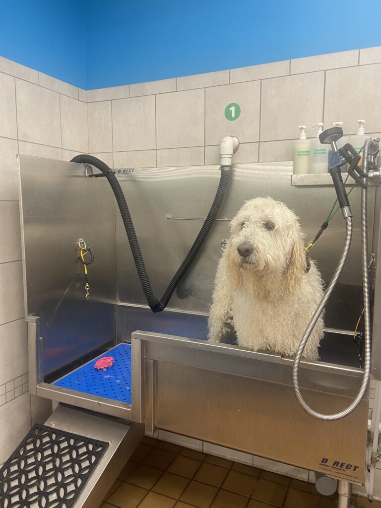 Check out these 3 amazing self-serve dog washes in Huntsville Check out these 3 amazing self-serve dog washes in Huntsville