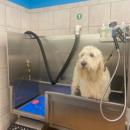 Check out these 3 amazing self-serve dog washes in Huntsville Check out these 3 amazing self-serve dog washes in Huntsville