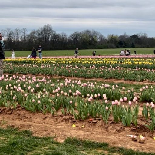 6 flower farms to check out in the Huntsville area 6 flower farms to check out in the Huntsville area