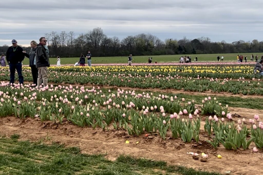 6 flower farms to check out in the Huntsville area 6 flower farms to check out in the Huntsville area