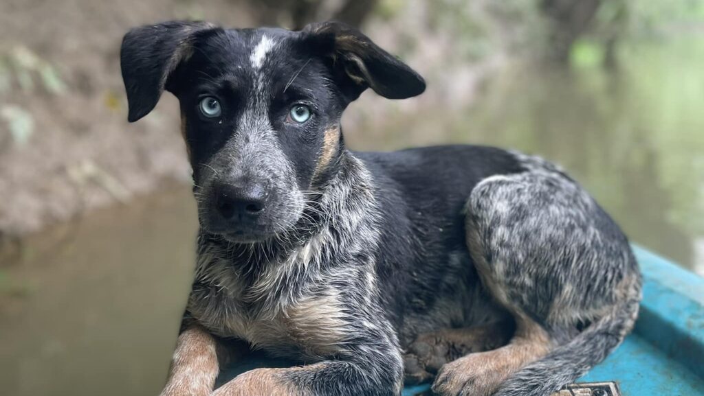 4 new openings in the Huntsville area—including a new dog training facility 4 new openings in the Huntsville area—including a new dog training facility
