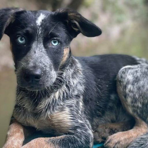 4 new openings in the Huntsville area—including a new dog training facility 4 new openings in the Huntsville area—including a new dog training facility