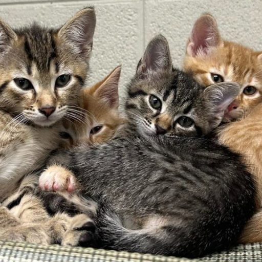 Enjoy National Adopt a Shelter Pet Day in Huntsville with a new pet Enjoy National Adopt a Shelter Pet Day in Huntsville with a new pet