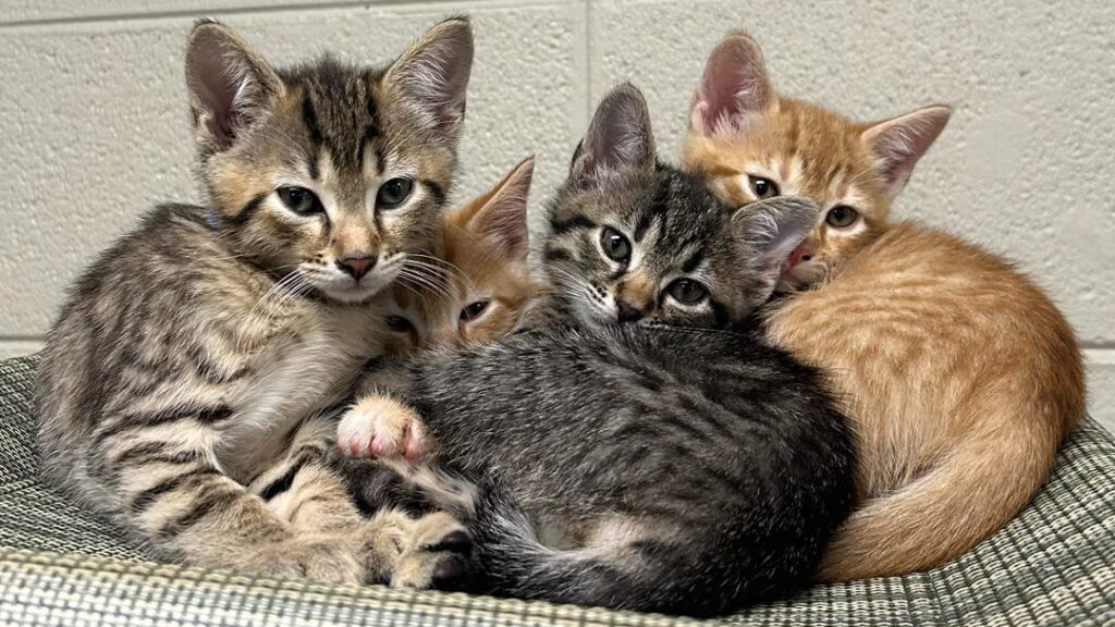 Enjoy National Adopt a Shelter Pet Day in Huntsville with a new pet Enjoy National Adopt a Shelter Pet Day in Huntsville with a new pet