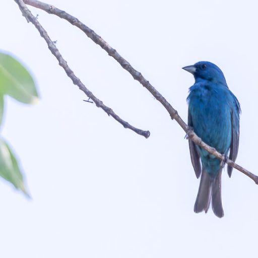 7 birding trails near Huntsville—an amazing spring experience 7 birding trails near Huntsville—an amazing spring experience