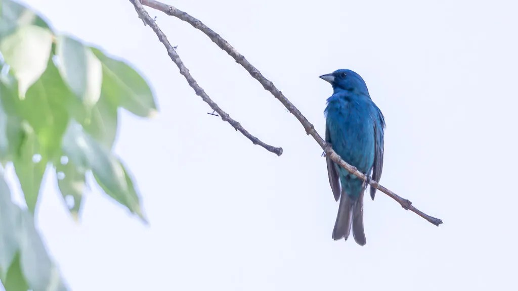 7 birding trails near Huntsville—an amazing spring experience 7 birding trails near Huntsville—an amazing spring experience