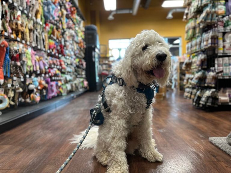 3 easy + fun ways to treat your dog for National Pet Day on April 11 3 easy + fun ways to treat your dog for National Pet Day on April 11