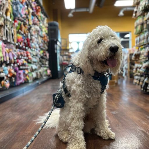3 easy + fun ways to treat your dog for National Pet Day on April 11 3 easy + fun ways to treat your dog for National Pet Day on April 11