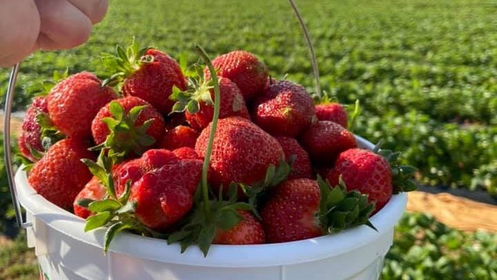 It’s strawberry season—5 farms in the Huntsville area It’s strawberry season—5 farms in the Huntsville area