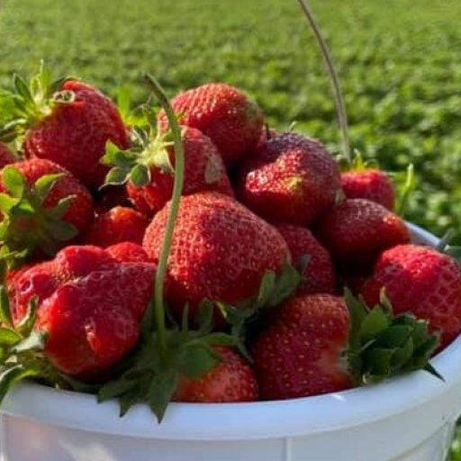 It’s strawberry season—5 farms in the Huntsville area It’s strawberry season—5 farms in the Huntsville area