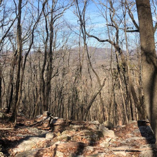 Land Trust makes new acquisition of 40+ acres on Huntsville’s Drake Mountain Land Trust makes new acquisition of 40+ acres on Huntsville’s Drake Mountain