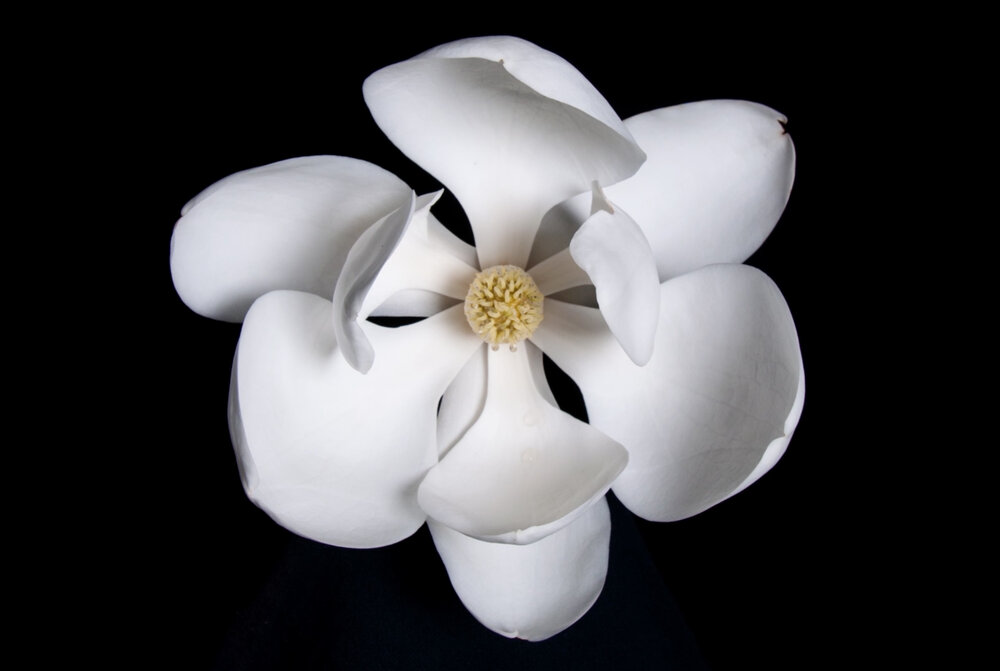 Get ready for a new ‘Encounters’ exhibit at Huntsville Museum of Art Get ready for a new ‘Encounters’ exhibit at Huntsville Museum of Art