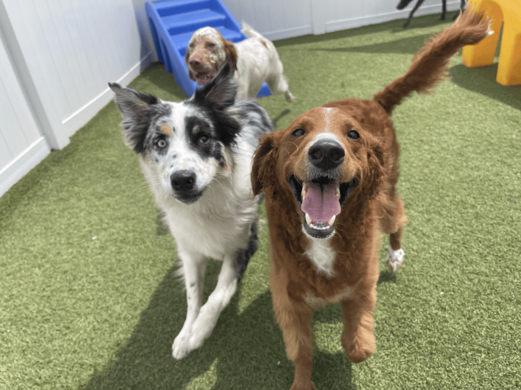 5 great places for dog boarding in Huntsville + Madison 5 great places for dog boarding in Huntsville + Madison
