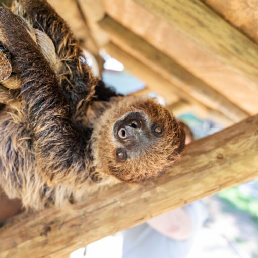 5 reasons you’ll fall in love with the Alabama Gulf Coast Zoo + meet a sloth 5 reasons you’ll fall in love with the Alabama Gulf Coast Zoo + meet a sloth