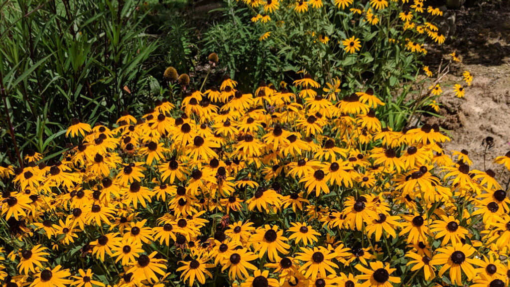 District 1 Summer Landscaping Challenge returns for 2nd year District 1 Summer Landscaping Challenge returns for 2nd year