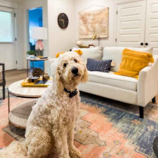 4 reasons my pup and I love these pet-friendly apartments near Huntsville 4 reasons my pup and I love these pet-friendly apartments near Huntsville
