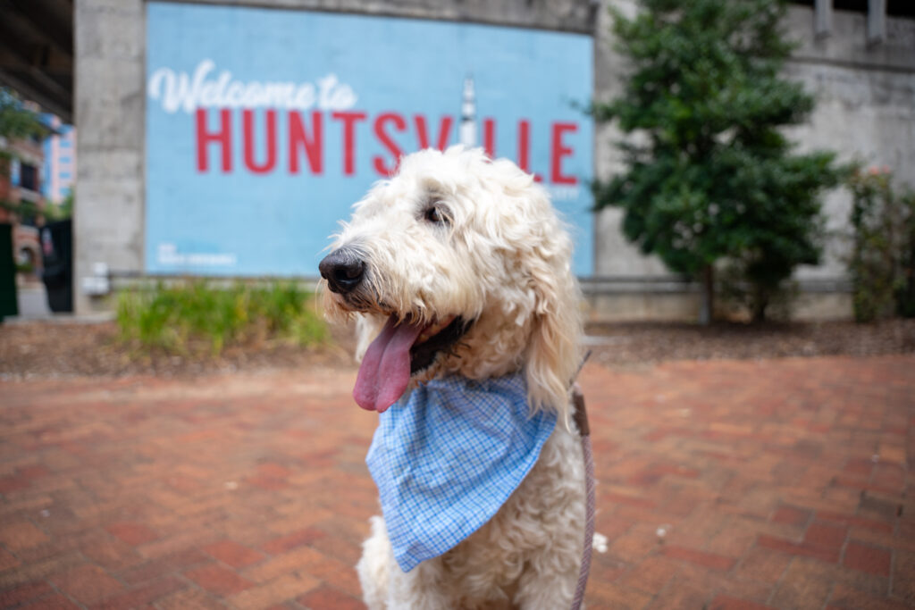8 amazing January events in Huntsville—Harlem Globetrotters, Latin dancing + more 8 amazing January events in Huntsville—Harlem Globetrotters, Latin dancing + more