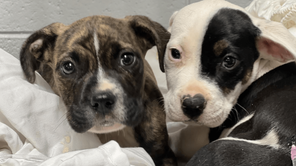 Huntsville Animal Services celebrates ‘Paws + Play’ with free adoptions Huntsville Animal Services celebrates ‘Paws + Play’ with free adoptions