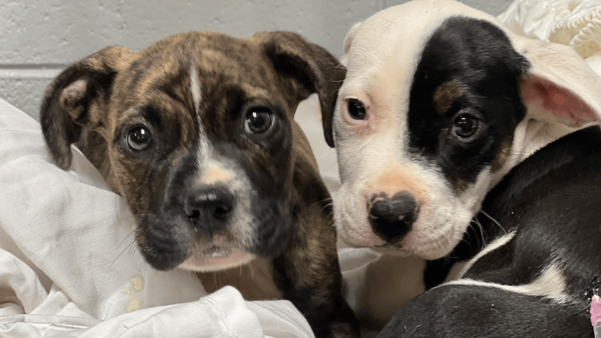 Find your next furry friend for free at Huntsville Animal Services this August Find your next furry friend for free at Huntsville Animal Services this August