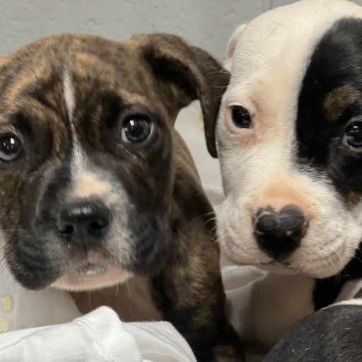 Find your next furry friend for free at Huntsville Animal Services this August Find your next furry friend for free at Huntsville Animal Services this August