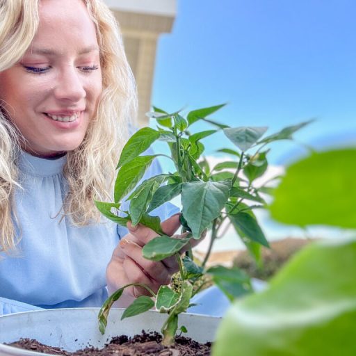 Fall gardening in Huntsville—what to plant right now + where to buy it Fall gardening in Huntsville—what to plant right now + where to buy it