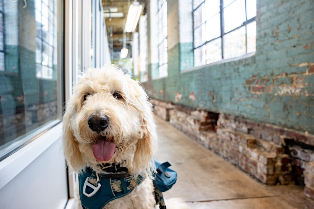 8 amazing indoor dog spots in Huntsville— shopping, art + more 8 amazing indoor dog spots in Huntsville— shopping, art + more