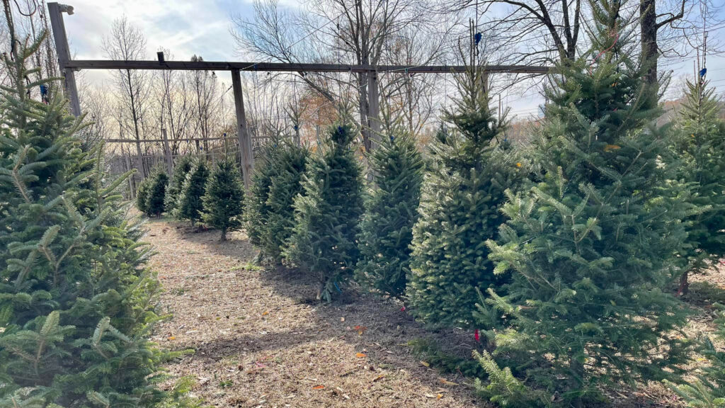 Where to get your Christmas tree in the Huntsville area Where to get your Christmas tree in the Huntsville area