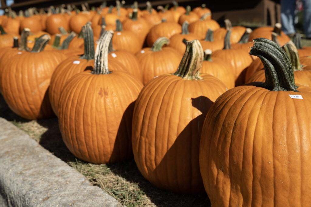 5 new uses for your Halloween pumpkins - Hville Blast