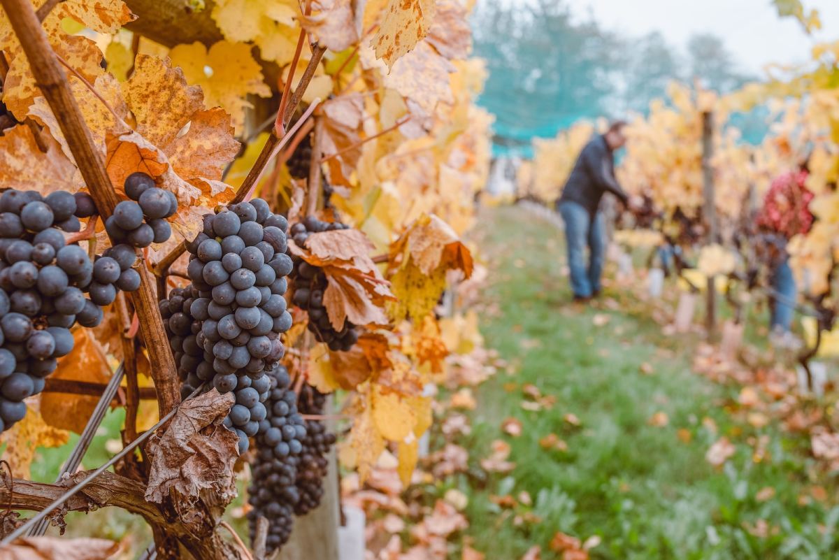 NEW: Bloom Winery is coming to Huntsville NEW: Bloom Winery is coming to Huntsville