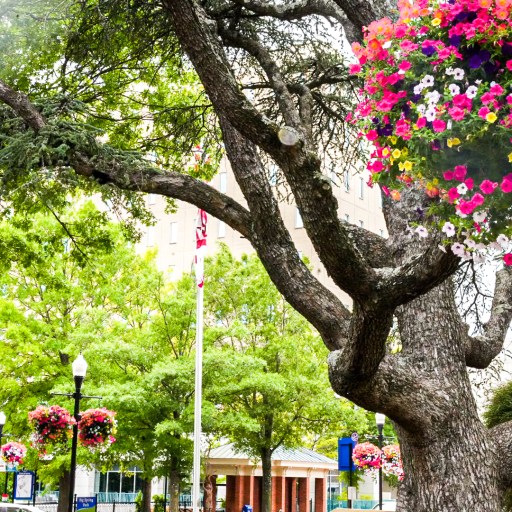 8 awesome spring festivals you need on your calendar 8 awesome spring festivals you need on your calendar