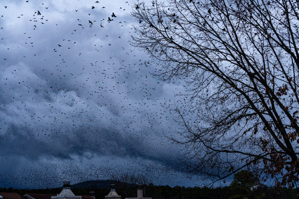 What’s up with all the weird blackbirds flying around North Alabama? What’s up with all the weird blackbirds flying around North Alabama?