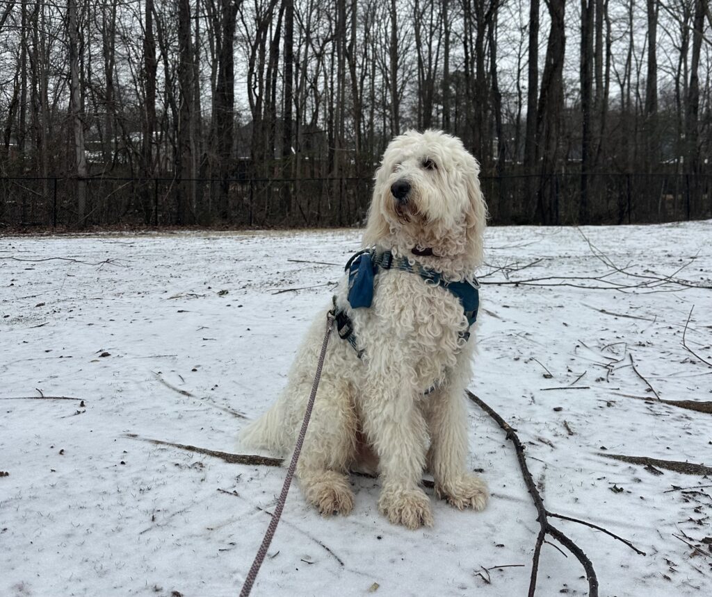 Winter weather—make sure your pets are safe and warm Winter weather—make sure your pets are safe and warm