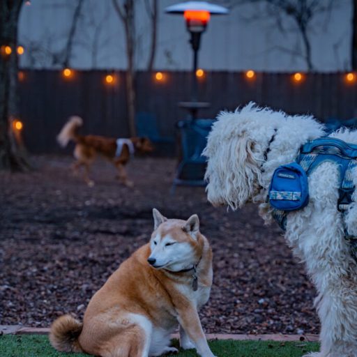 7 dog-friendly heated patios in Huntsville to check out 7 dog-friendly heated patios in Huntsville to check out